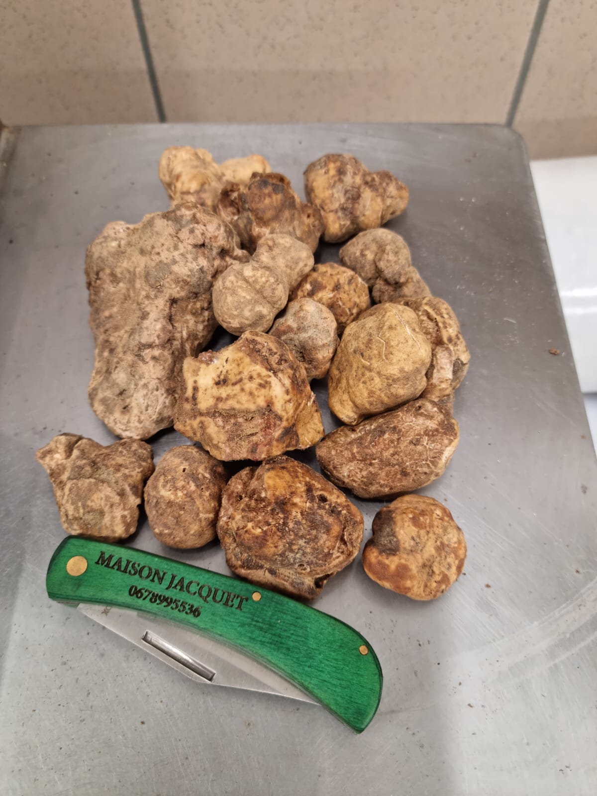 La truffe blanche d’Alba Tuber magnatum