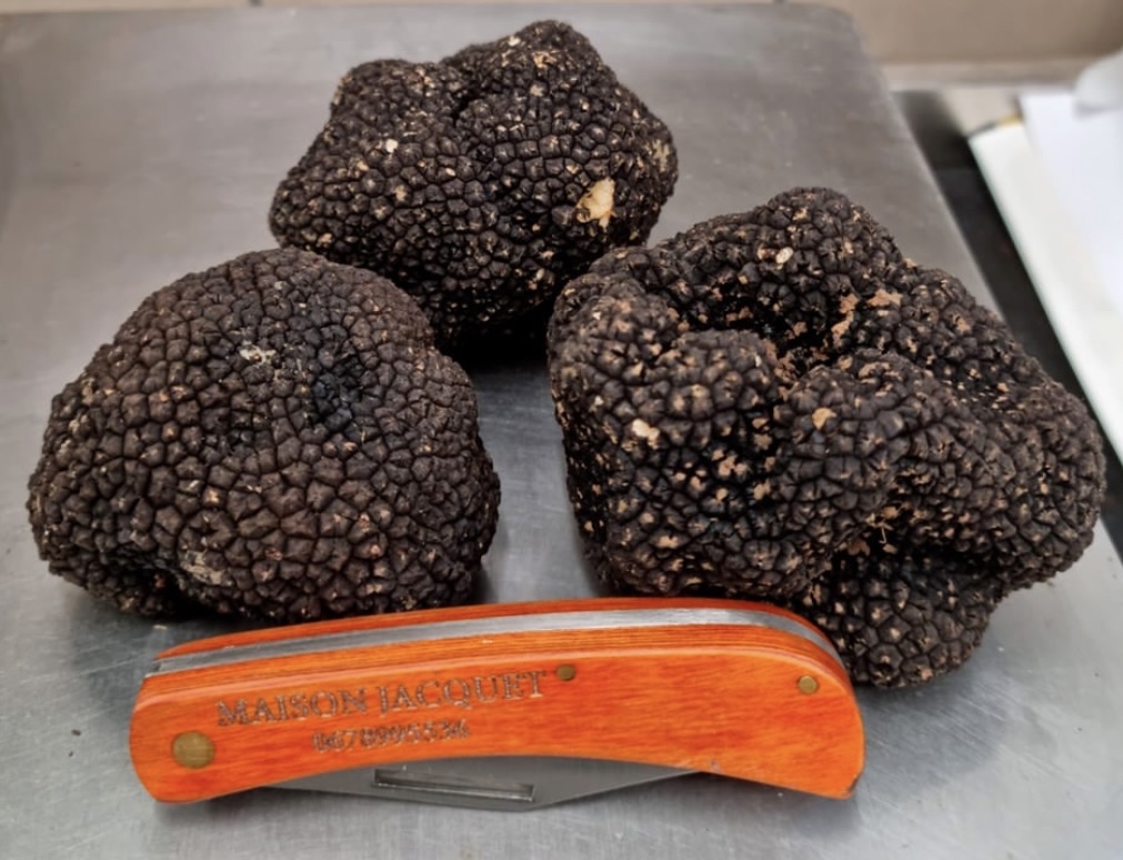 La truffe blanche d’été Tuber aestivum